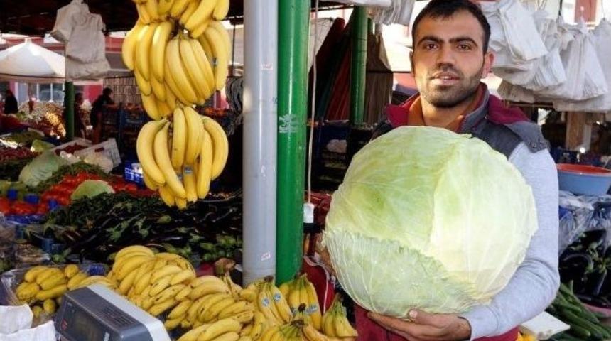 Sarıg&ouml;l&rsquo;de Devasa Lahana İlgi Odağı Oldu