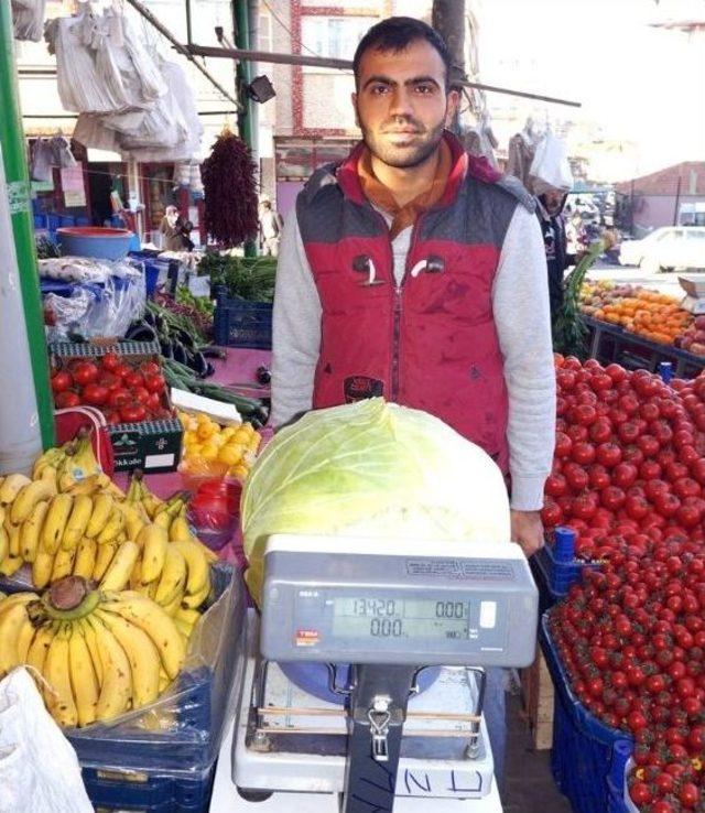 Sarıgöl’de Devasa Lahana İlgi Odağı Oldu