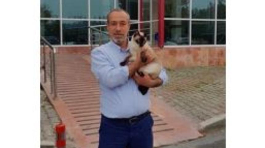 K&ouml;peklerin Kavgasını Ayırırken Kalbine Yenildi
