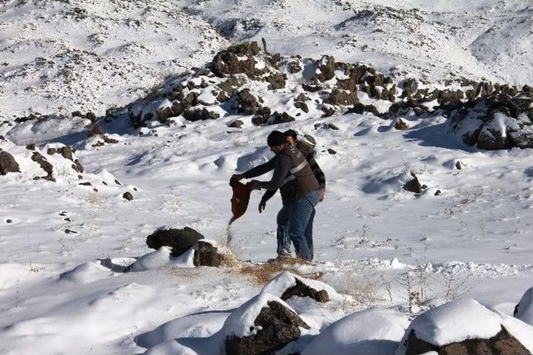 Yaban Hayvanlar İ&ccedil;in Ağrı Dağı&rsquo;na Yem Bırakıldı
