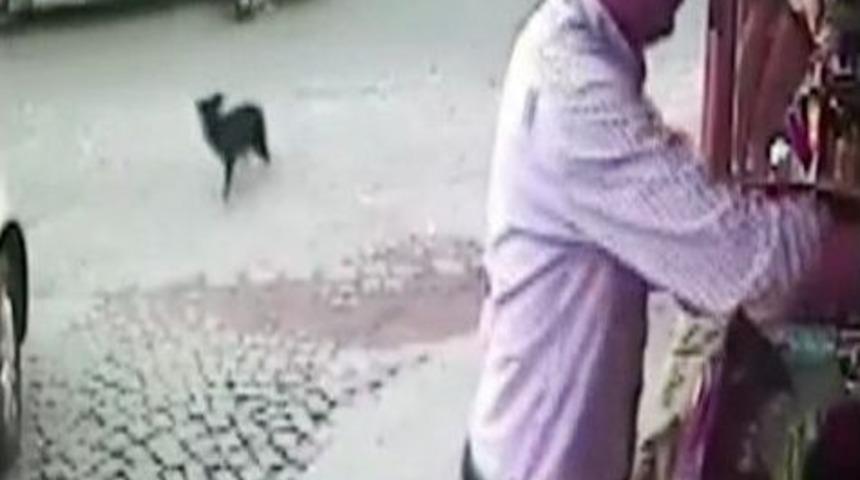 (&ouml;zel Haber) K&ouml;peği Ezip Ka&ccedil;tı