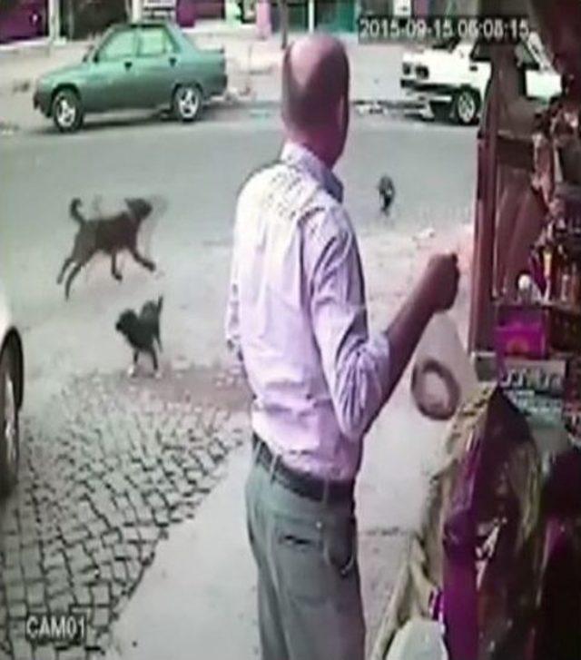 (özel Haber) Köpeği Ezip Kaçtı