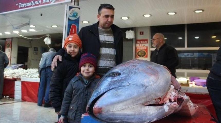 Tavşanlı&rsquo;da Dev Orkinos G&ouml;renleri Şaşırttı