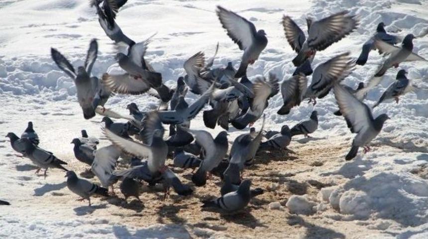 Kuşların Yem M&uuml;cadelesi