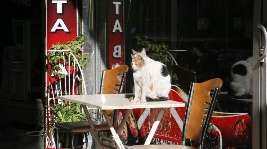 Soğuk Havada Kedilerin G&uuml;neş Keyfi