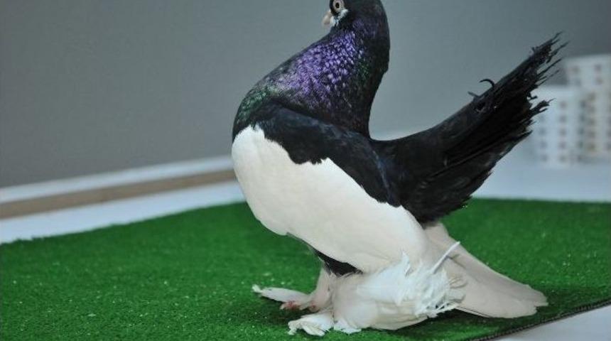 13. Evcil Kanatlı Hayvanlar Festivali Sona Erdi