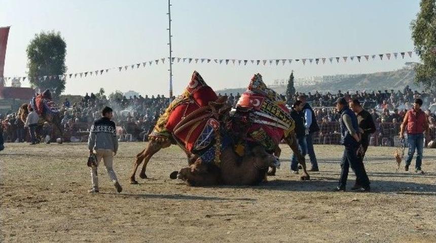 İzmir Deve G&uuml;reşleri İle Şenlendi