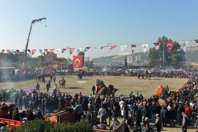 İzmir Deve Güreşleri İle Şenlendi