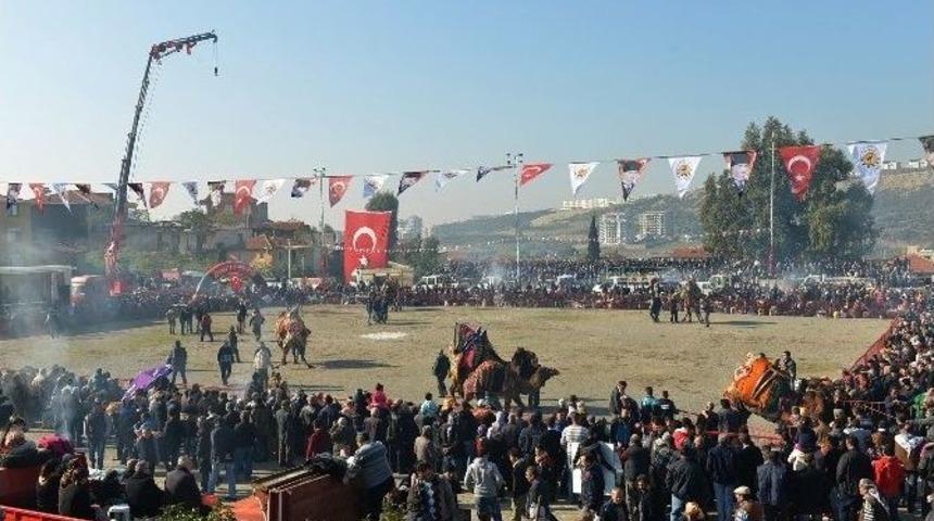 &Ccedil;iğli Deve G&uuml;reşleri İle Şenlenecek