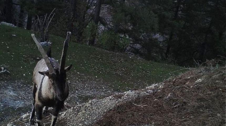 Osmaniye&rsquo;de Yaban Ke&ccedil;isi G&ouml;r&uuml;nt&uuml;lendi