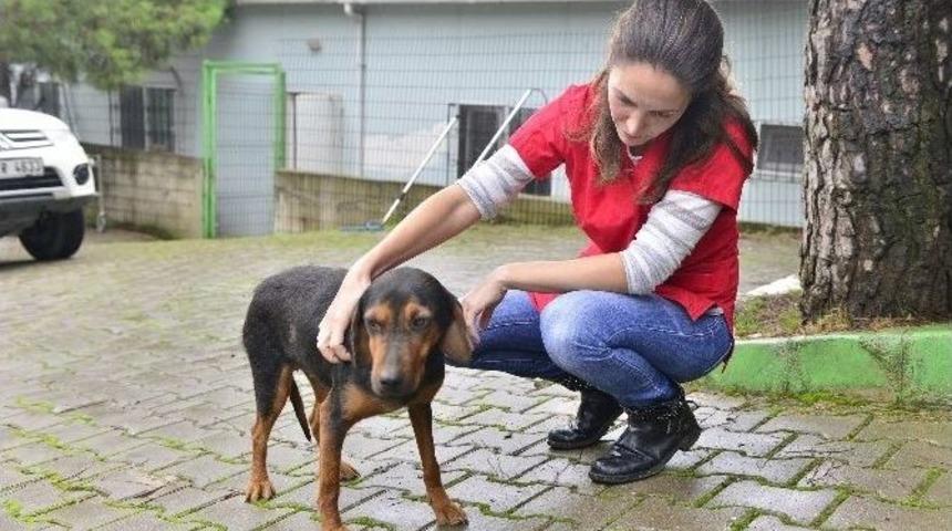 Yıldırım&rsquo;da Sokak Hayvanları &Uuml;ş&uuml;meyecek