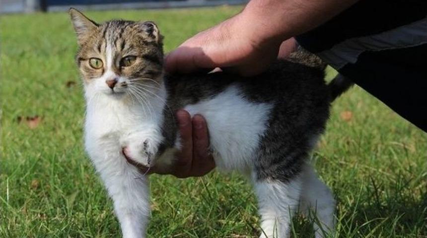 Engelli Kediye Sıcak Yuva