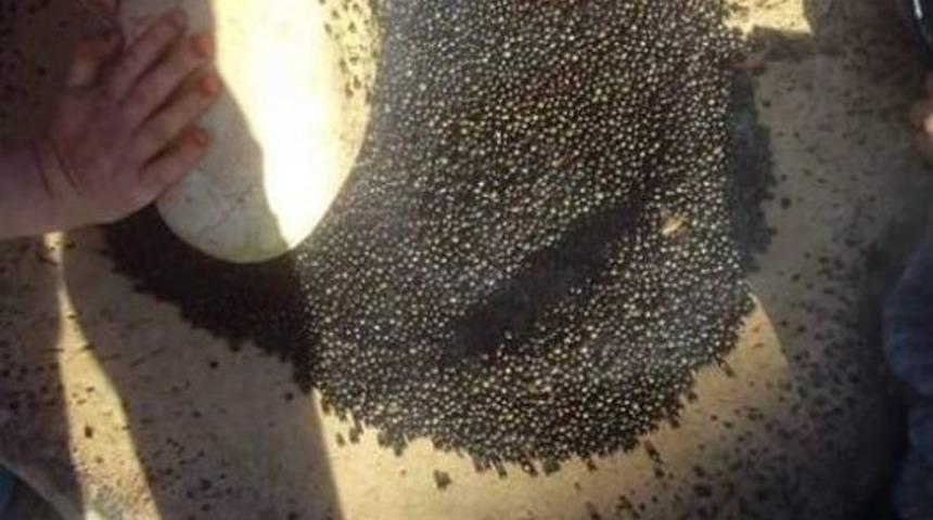 Melengi&ccedil; Kahvesi Cildi G&uuml;zelleştiriyor