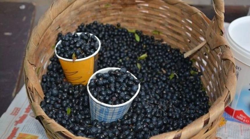 Sinop Pazarında Yaban Mersini