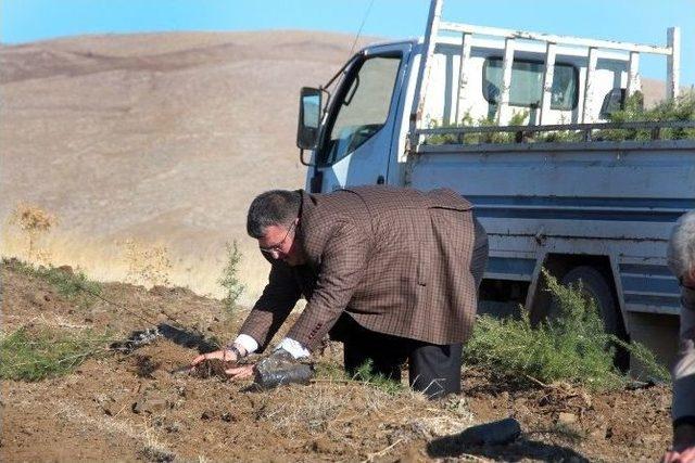 Ağaç Dikme Cezalarıyla Hatıra Ormanı Oluşturuldu