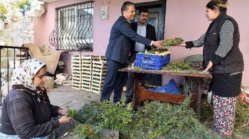 &Ccedil;i&ccedil;ekk&ouml;y&rsquo;e D&ouml;nen Zeytink&ouml;y&rsquo;e Uysal&rsquo;dan Ziyaret