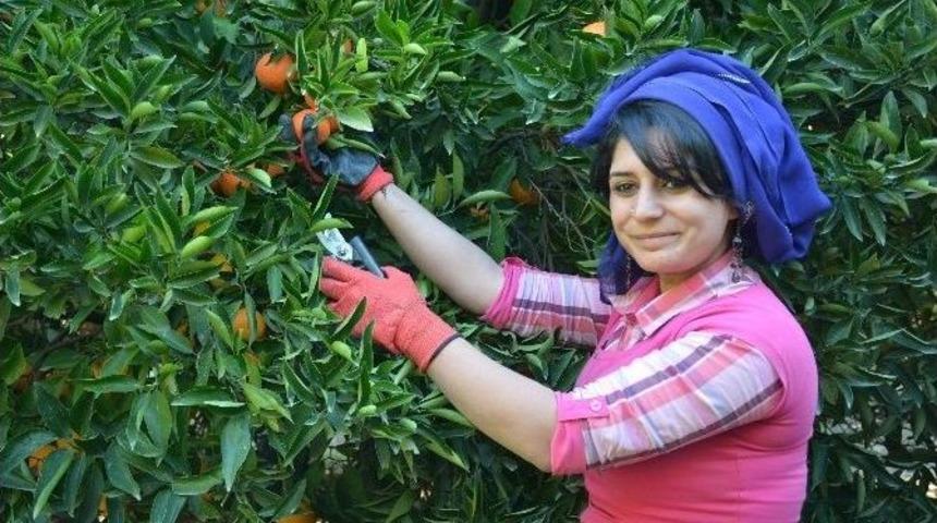 Narenciyede Hasat Telaşı