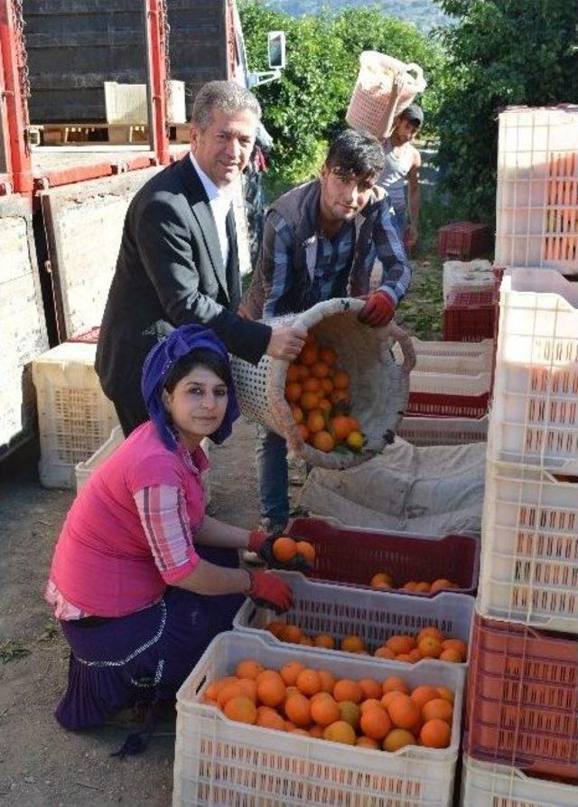 Narenciyede Hasat Telaşı