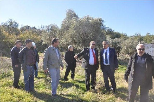 Tarihi Zeytin Ağaçlarının Taşınmasını Yerinde İncelediler