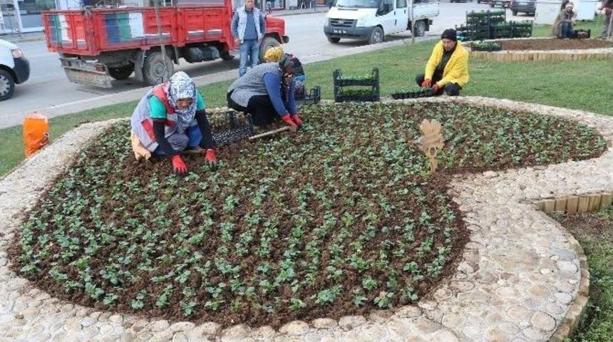 Ak&ccedil;akoca &Ccedil;i&ccedil;ek A&ccedil;acak