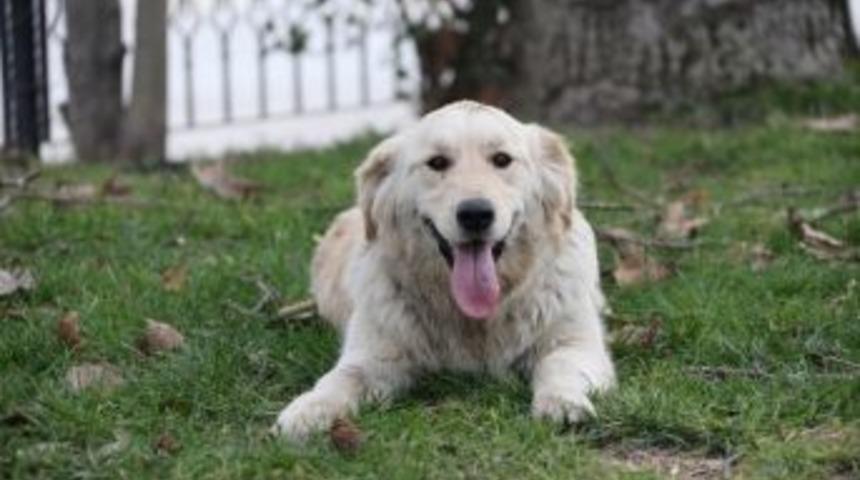 Denizli&rsquo;de Evcil Hayvan Ticaretinde Sertifika D&ouml;nemi