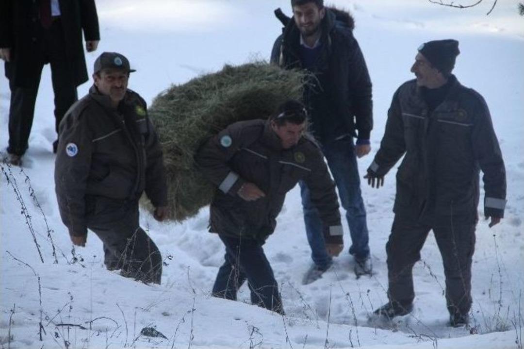 Yaban Hayata Yem Takviyesi