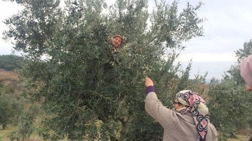 Bilecik&rsquo;te Zeytin Hasadı Devam Ediyor