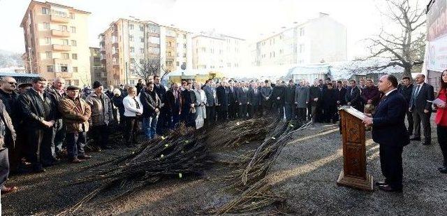 Çiftçilere Ceviz Fidanı Dağıtımı Yapıldı