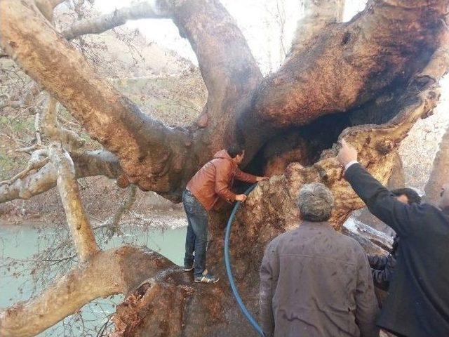 Asırlık Ağacı Ateşe Verdiler