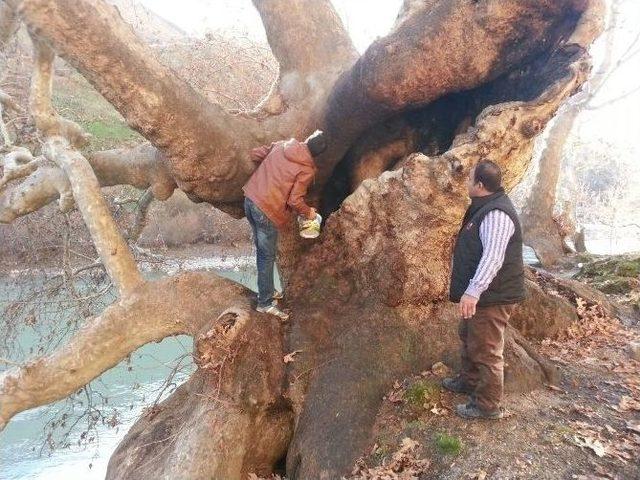 Asırlık Ağacı Ateşe Verdiler