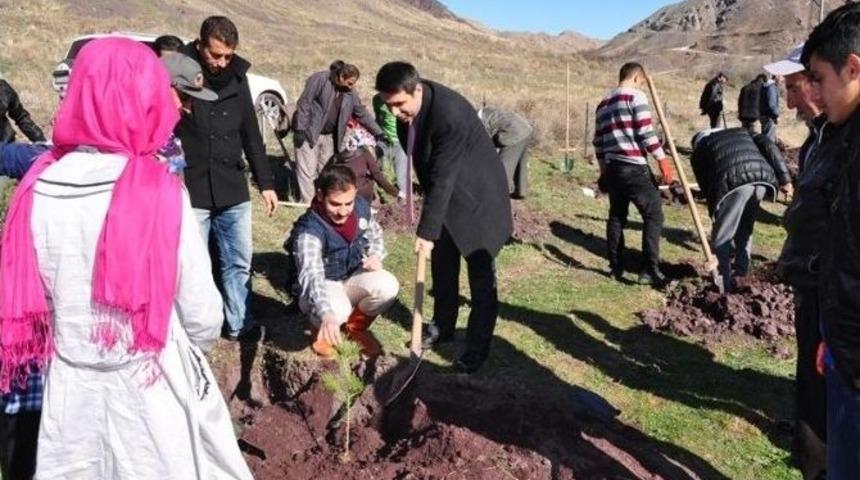 Palu&rsquo;da 6 Bin 500 Fidan Dikildi