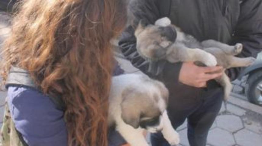 Yavru K&ouml;peklere &Ouml;ğrenciler Sahip &Ccedil;ıktı