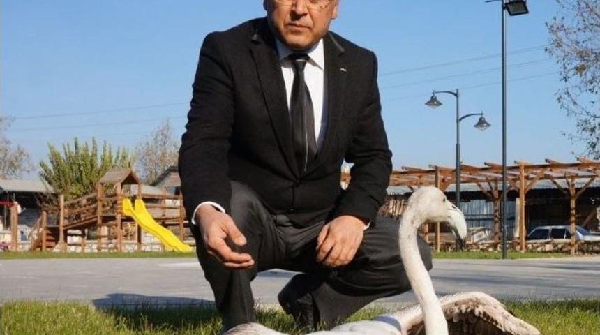 Yolunu Şaşıran Flamingo İlgi Odağı Oldu