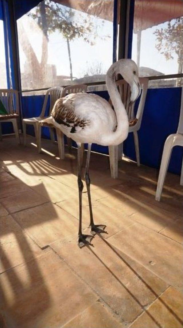 Yolunu Şaşıran Flamingo İlgi Odağı Oldu