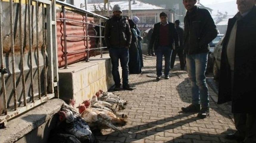 Yılbaşı Hindileri Satışa &Ccedil;ıktı