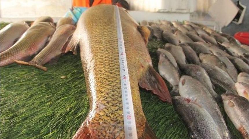 Elazığ&rsquo;da Dev Turna Balığı Yakalandı