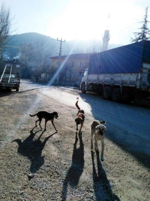 Demirciören Köyü’nde Uyuz Paniği