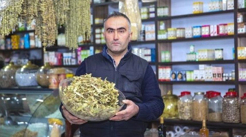 Ahlat&rsquo;ta Ihlamur Satışları Arttı