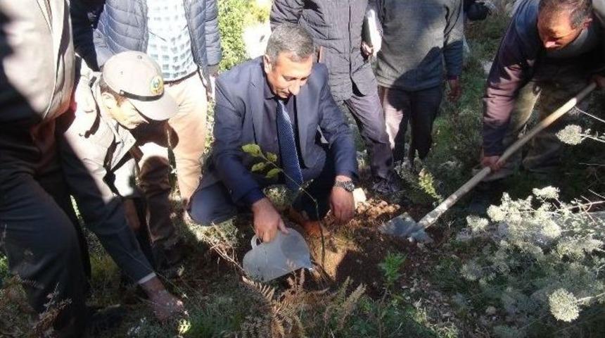 Yanan Orman Alanlarına Ceviz Fidanı Dikiliyor