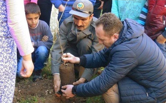 Yanan Orman Alanlarına Ceviz Fidanı Dikiliyor