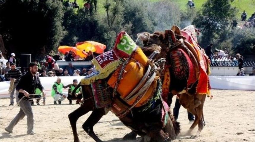 Sarıg&ouml;l Belediyesi Deve G&uuml;reşi D&uuml;zenliyor