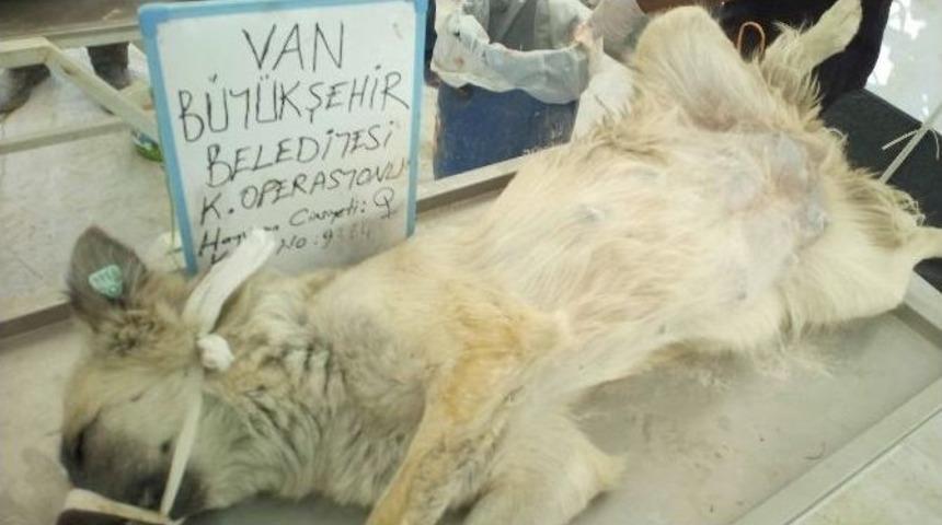 B&uuml;y&uuml;kşehir Belediyesi 550 K&ouml;peği Kısırlaştırdı