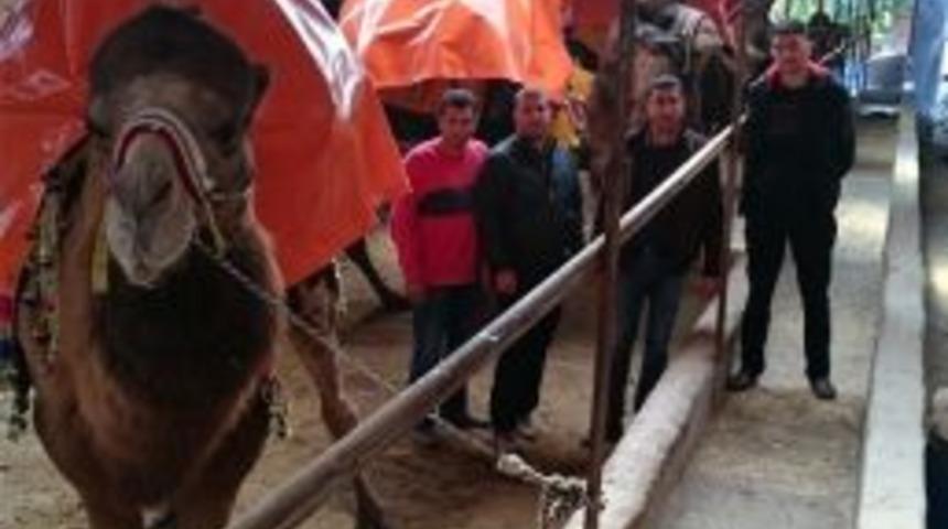 Sezonun İlk Deve G&uuml;reşi Kumluca&rsquo;da