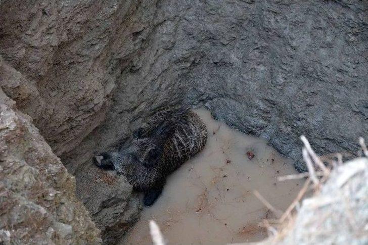 Kuyuya Düşen Yaban Domuzu Kurtarıldı G1