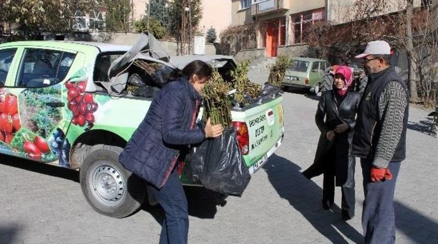 B&uuml;y&uuml;kşehir&rsquo;den &Ccedil;ift&ccedil;iye B&ouml;ğ&uuml;rtlen Fidanı Desteği