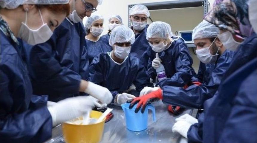 Deney Hayvanları Kullanım Sertifikası Eğitim Kursu