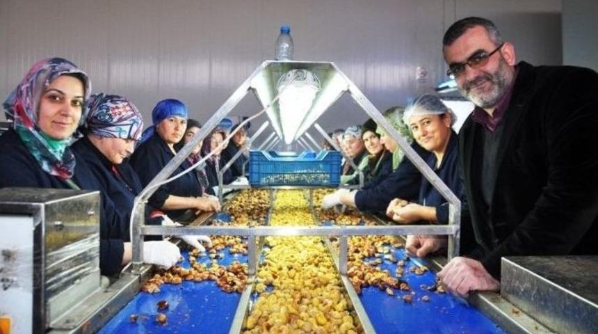 &Ouml;demiş Kestanesinin Rekoltesi Y&uuml;ksek Kalitesi D&uuml;ş&uuml;k