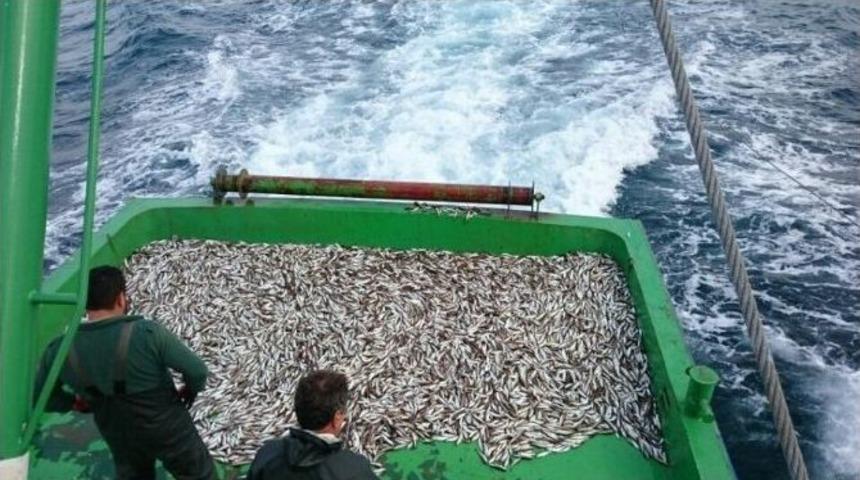 Amasra&rsquo;da Balık&ccedil;ıların Ağına K&ouml;pekbalığı Takıldı