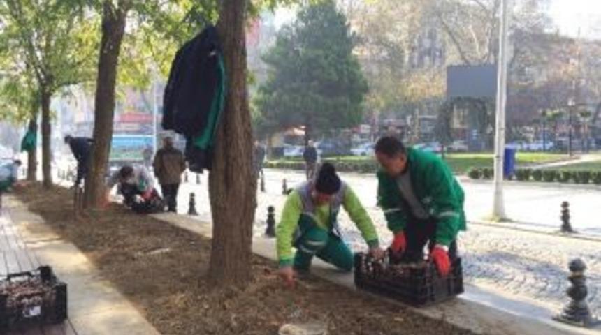 İzmit Parklarına &Ccedil;i&ccedil;ek Dikimi Devam Ediyor