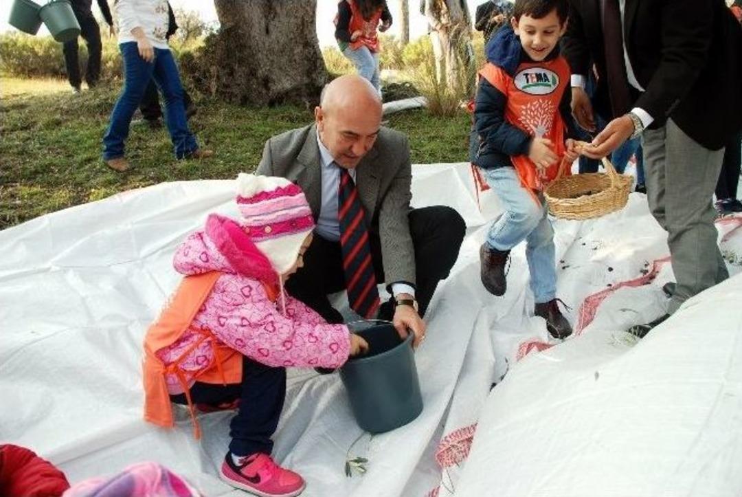 Bin Yıllık Ağa&ccedil;lardan Sıkılan Zeytinyağları M&uuml;zayedede Satılacak